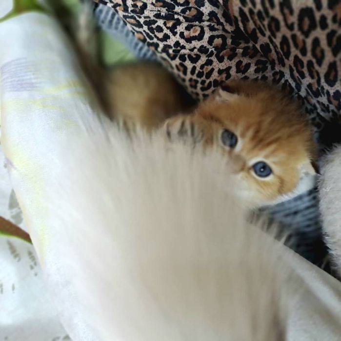 Котёнок от правильной вязки