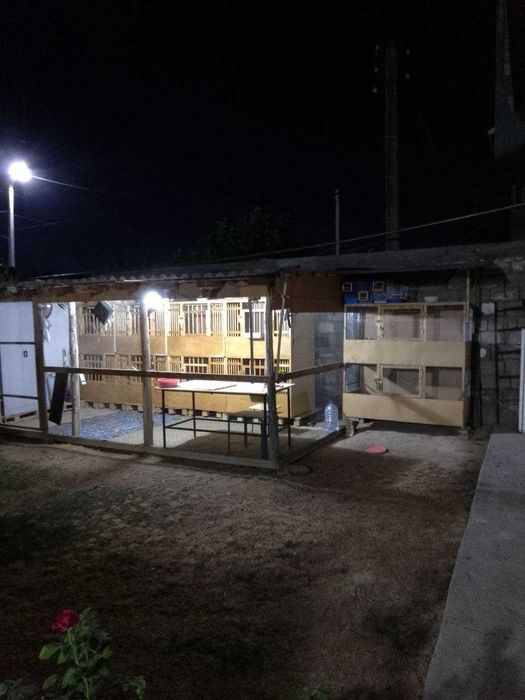 Xorozjila uchun maxsilis kataklar