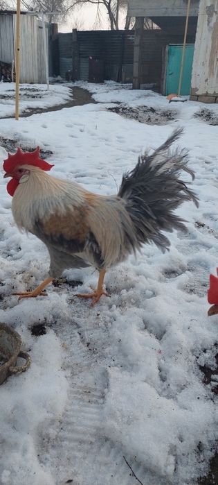 Инкубаторный яйцо Изабелла