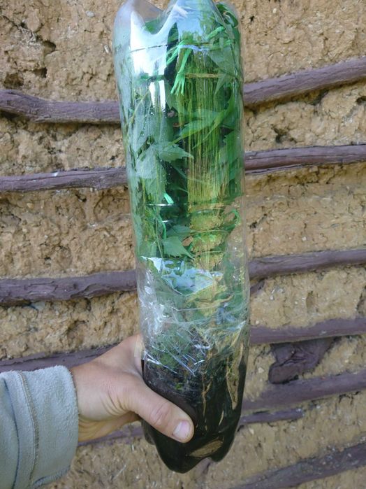 Planta-Floare: Trambita, Luleaua turcului, Trompeta turcului, Trompeta de Virginia, (Campsis Radicans)