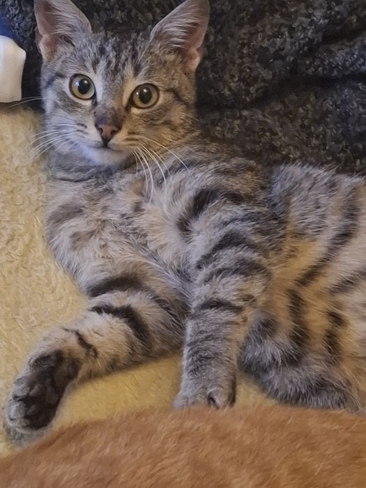 Donez Pisicuț 4luni