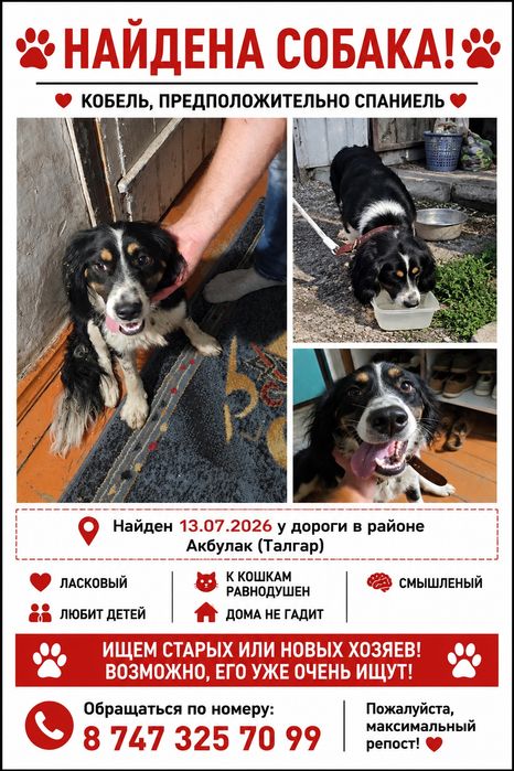Найдена собака (кобель)