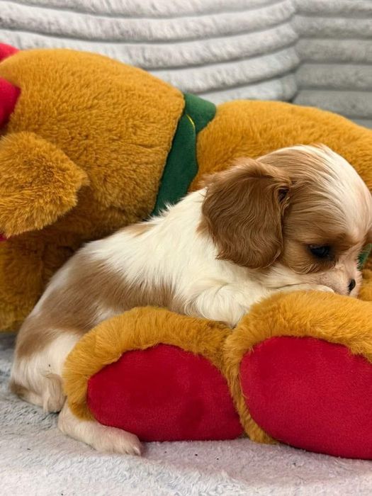 Кавалер Кинг Чарльз Спаниель