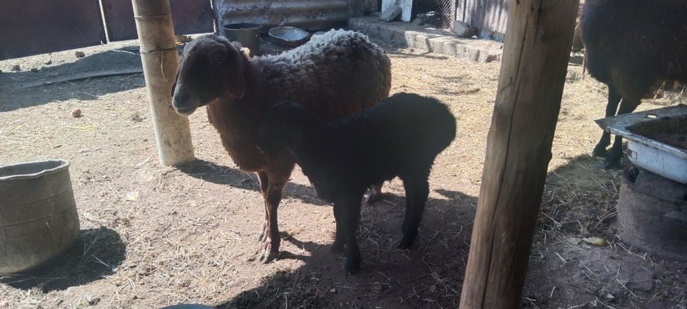 Сатыладыыыыыыыыы