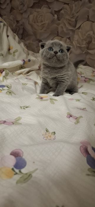 Шотландские котята