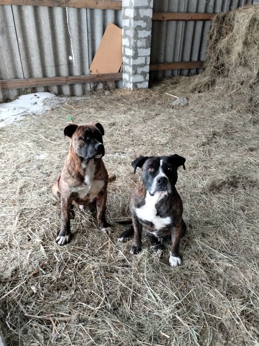 Щенок стаффордширский терьер