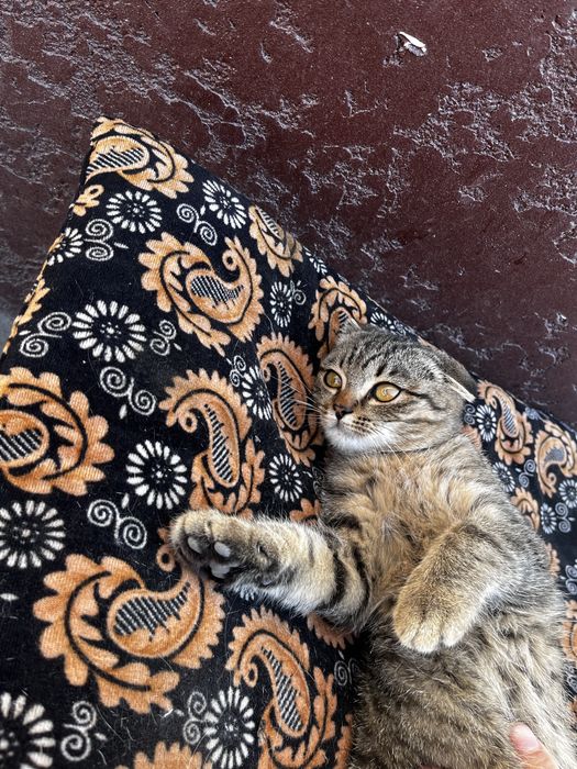 Котенок вислоухие