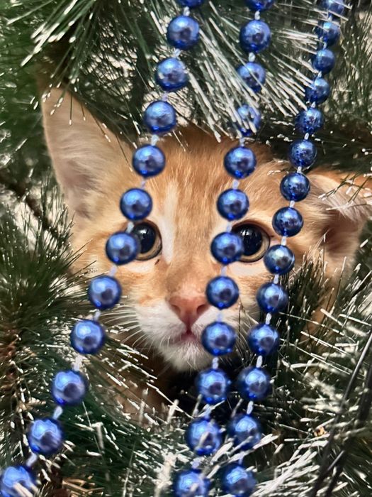 Ачеравашка котик