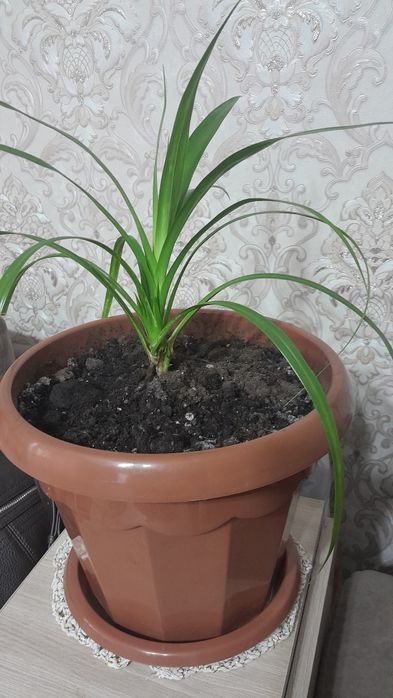 Продам цветок хлорофитум