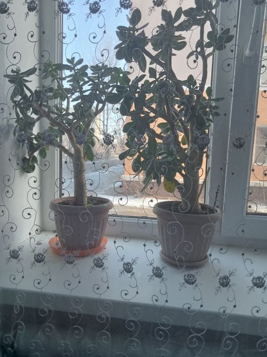 Продам цветочки красивые