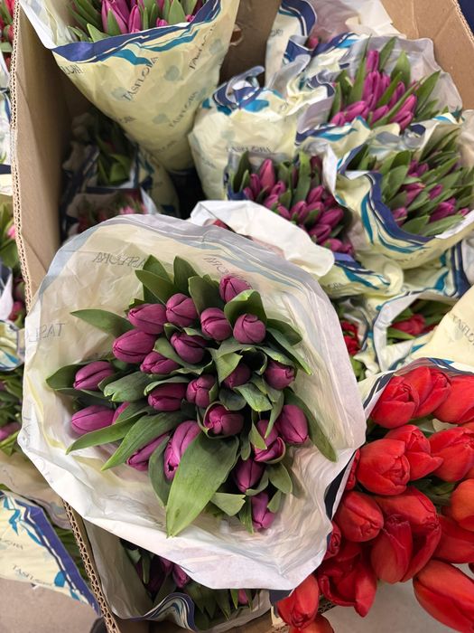 Тюлпаны по самым низким ценам