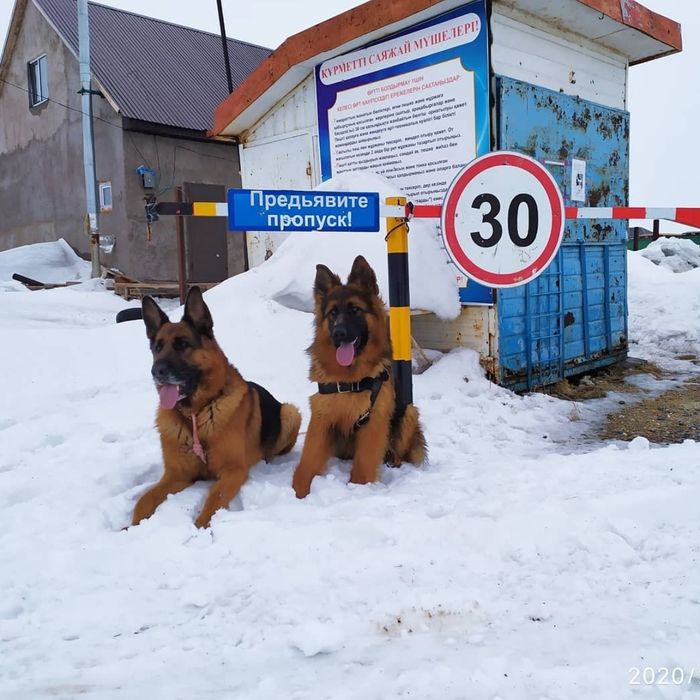 Немецкая овчарка