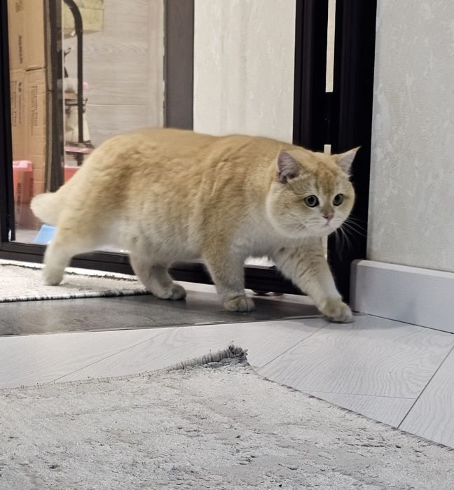 Вязка Британская золотая шиншила ny12