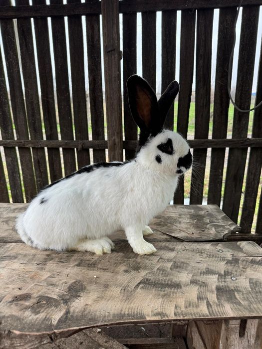 Mascul charly fluture