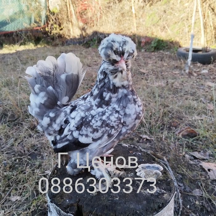 Продавам  джинки струмски бантам