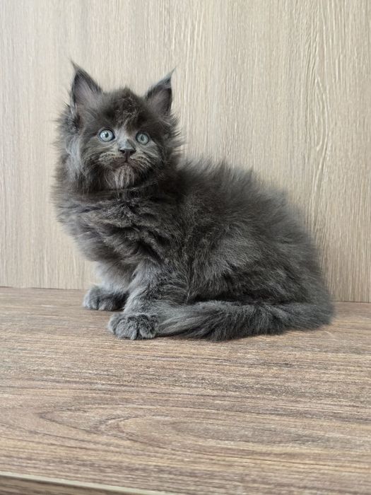 Продается очень красивая полидактивная кошечка Мейн - Кун