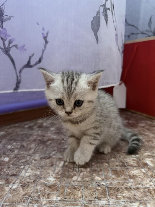 Продам котят. Шотландцы