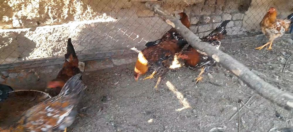 Juja xurozlar xar xil rangli