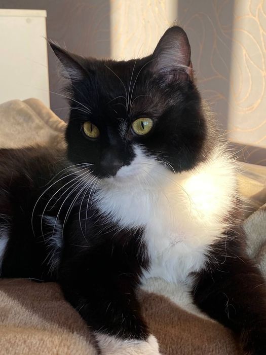 Молодой котик ищет дом