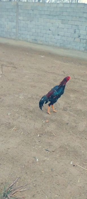 Dakan jojamiz sotiladi