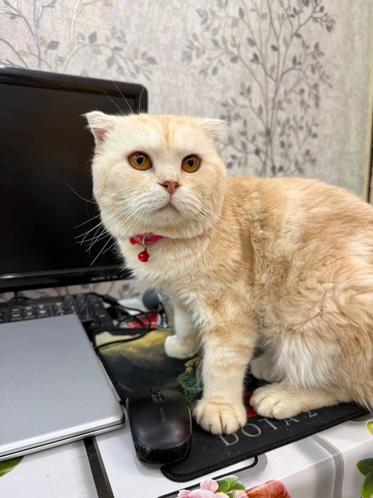 Вязка британский фолд