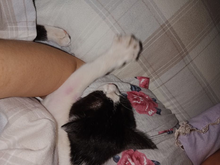 Отдам котят бесплатно