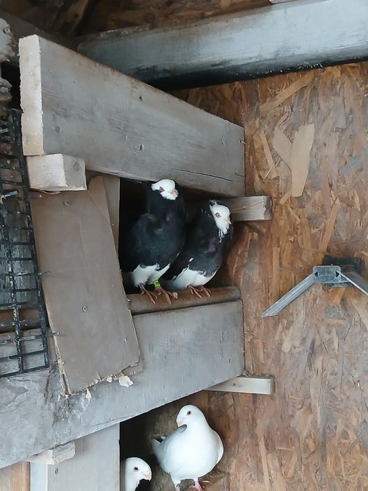 Vînd porumbei capucini