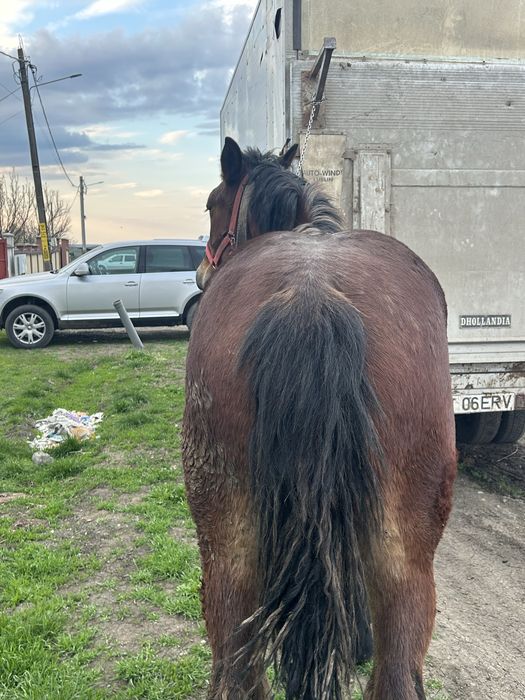 Vand o manza si un manz