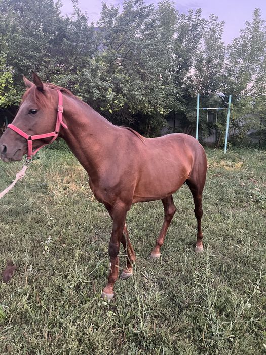Продам айгыра Лошадь конь
