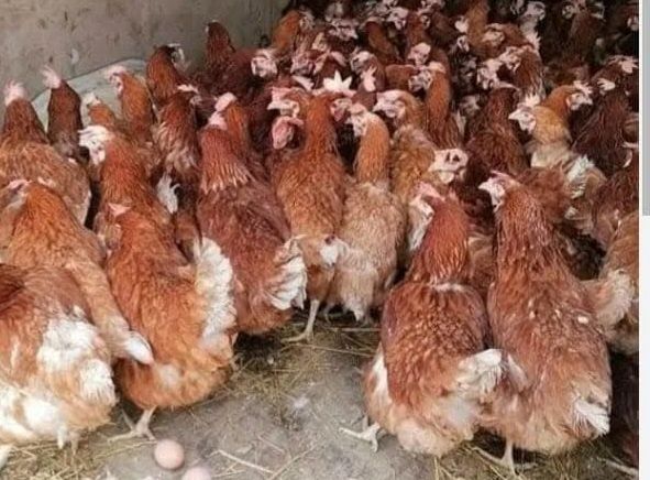 Găini ouătoare Isa Brown