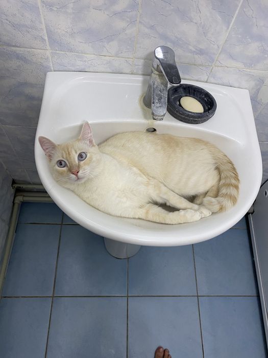 Отдам кота в добрые руки