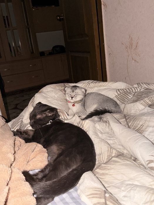 Шотландская вислоухая (Scottish Fold)