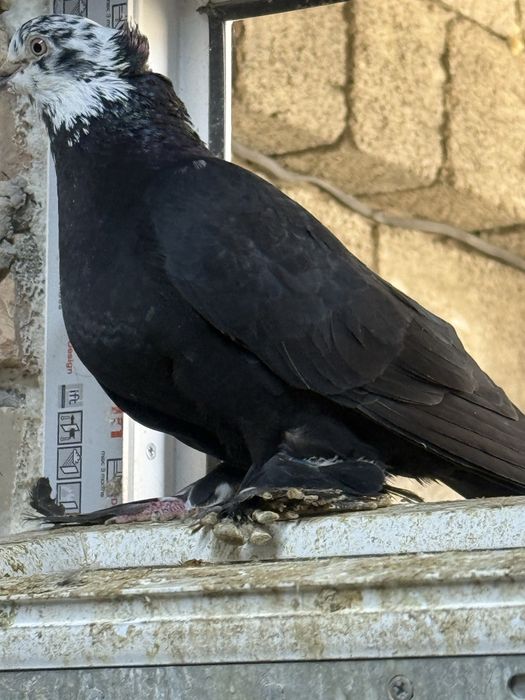 Продам голубей разных мастей