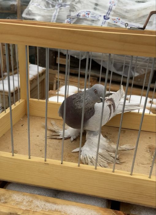 Голуби жук, капканка и сирень.