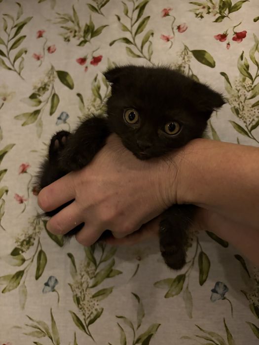 Продаются котята