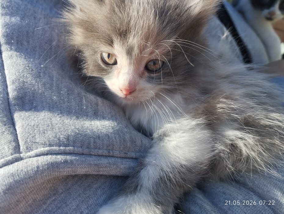 Отдам котят в добрые руки