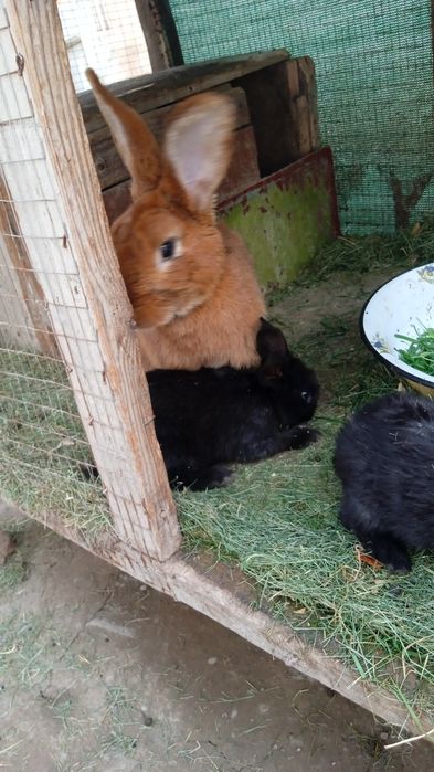 Продаются крольчата по 40000 тысяч сумов