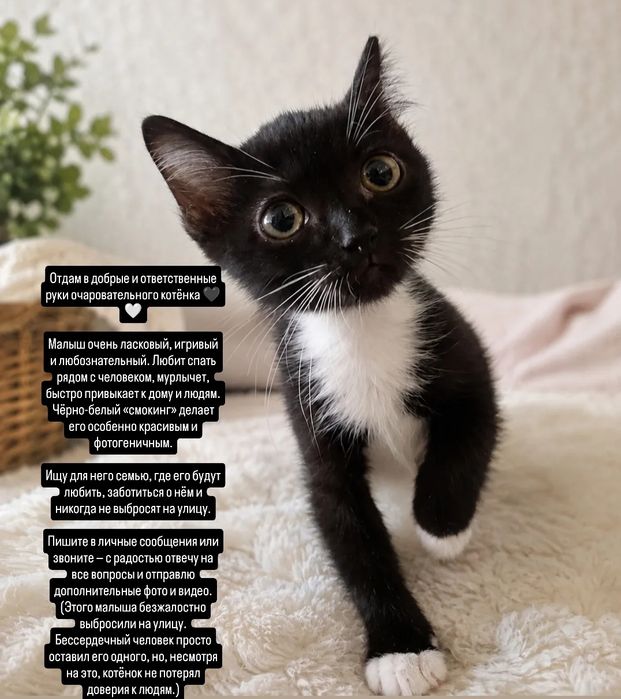 Котик в хорошие руки