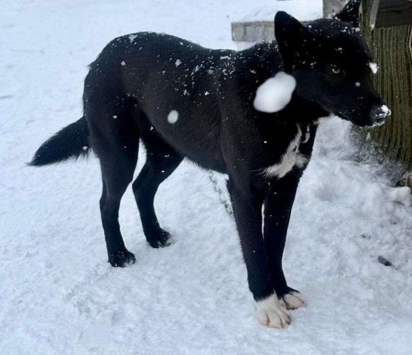 Отдам щенка 8 месяцев