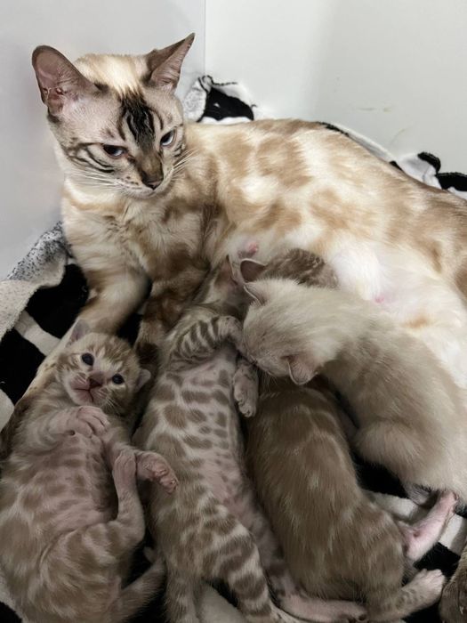 Элитные клубные бенгалськие котята!