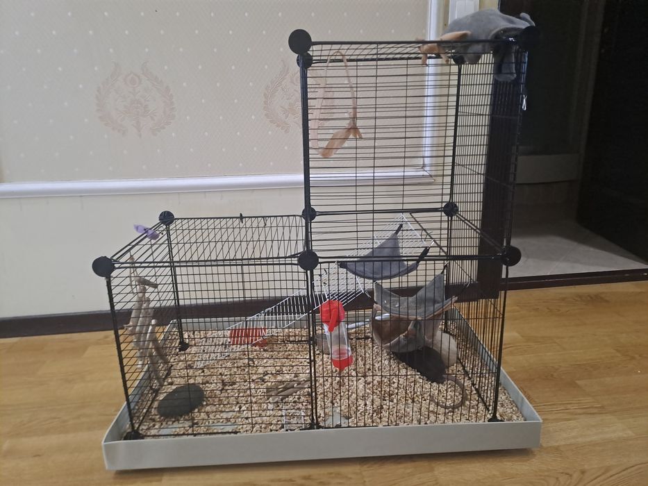 две крысы клетка и корм на месяц