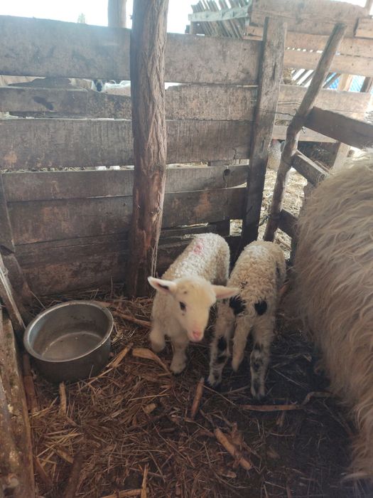 Miei din 2  de vanzare