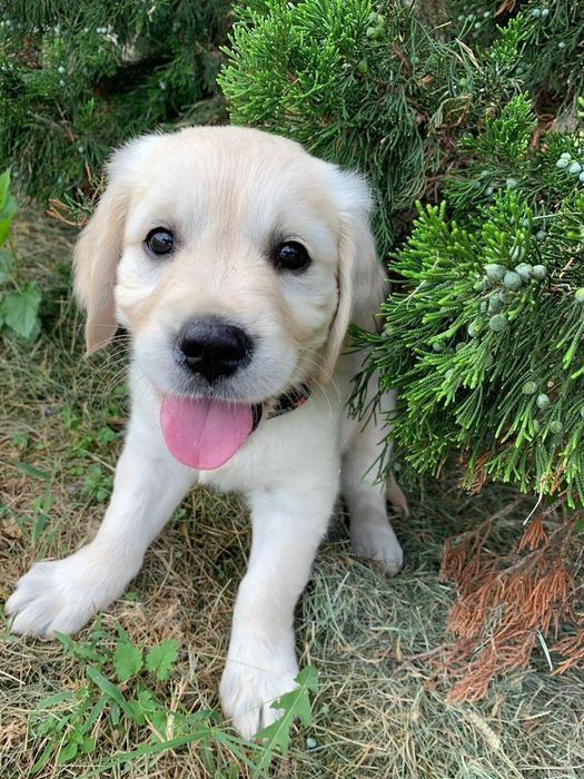 Golden retriever femelă disponibilă
