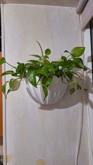 Эпипремнум вариегатный