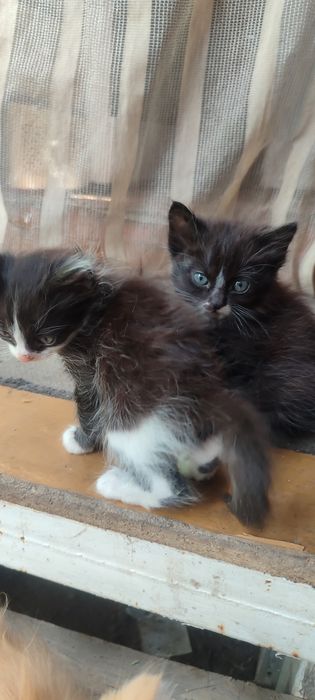 Отдам котят в хорошие ручки