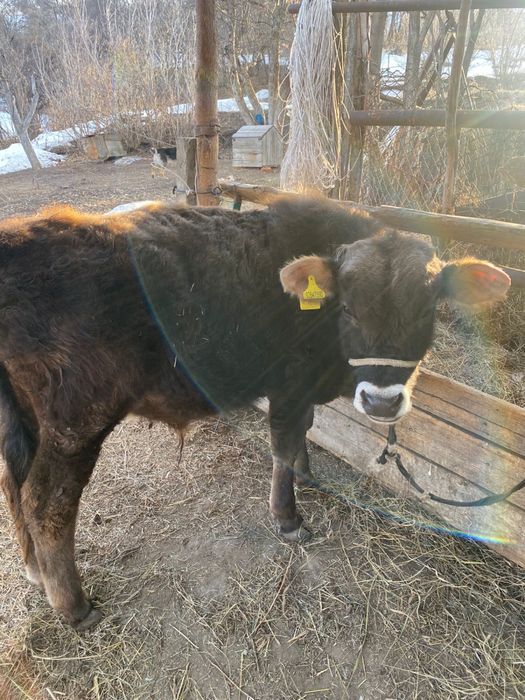 Продам быков 1 год