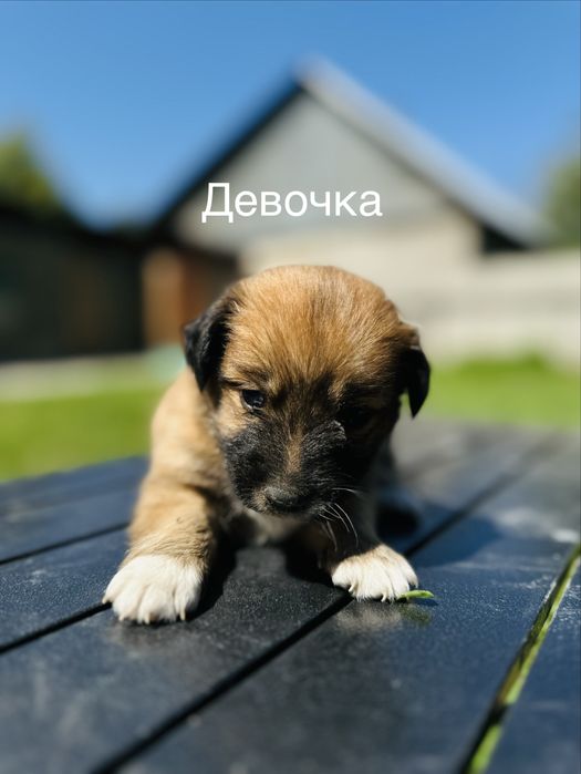 Срочно. 6 щенков ищут дом