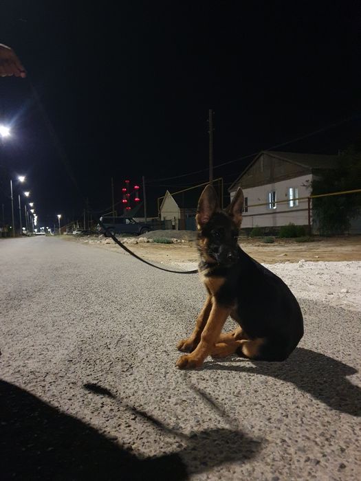 Продаётся щенок немецкой овчарки.