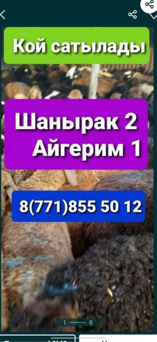 Бараны Кой Баран баран г Алматы