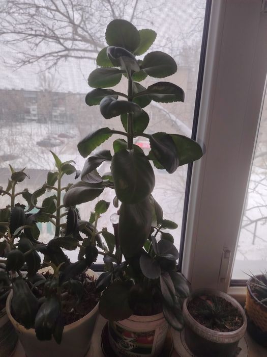 Комнатные цветы разные